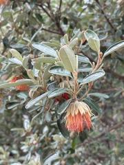 Diplolaena dampieri