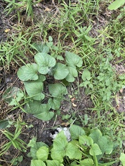 Viola hirta