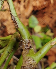 Akanthomyces