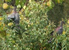 Chilean Pigeon photo 2