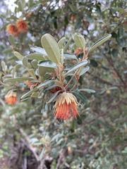 Diplolaena dampieri