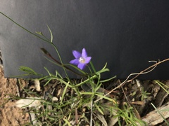 Wahlenbergia capillaris