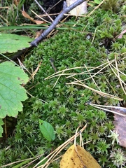 Sphagnum squarrosum