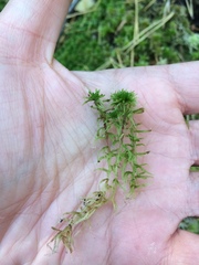 Sphagnum squarrosum