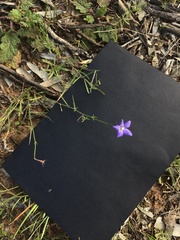 Wahlenbergia capillaris