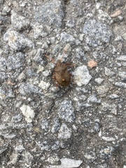 Picromerus bidens
