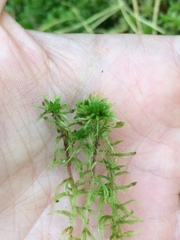 Sphagnum squarrosum