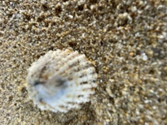 Scutellastra peronii