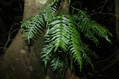 Arthropteris tenella