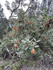 Diplolaena dampieri