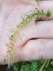 Sphagnum squarrosum