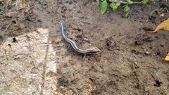 Plestiodon