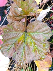 Rubus chamaemorus
