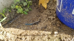Plestiodon