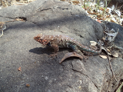 Horrible Spiny Lizard