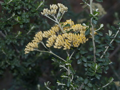 Ozothamnus obcordatus