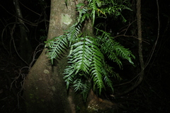 Arthropteris tenella