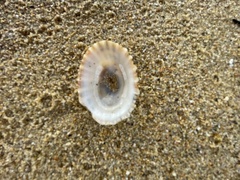 Scutellastra peronii