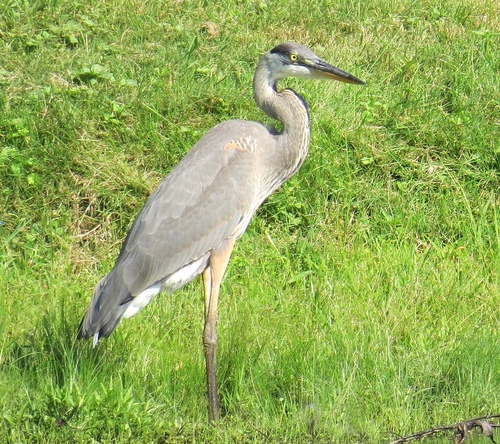 Great Blue Heron photographed in New Jersey