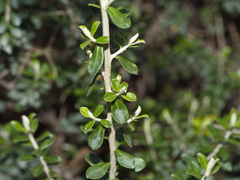 Ozothamnus obcordatus