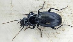 Pterostichus cristatus