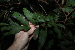 Cupaniopsis newmanii