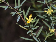 Pimelea curviflora