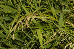 Glyceria maxima