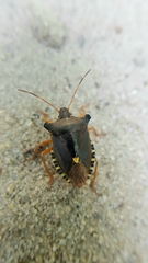 Pentatoma rufipes