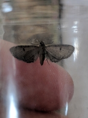 Eupithecia assimilata