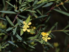 Pimelea curviflora