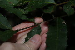 Cupaniopsis newmanii
