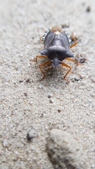 Pentatoma rufipes