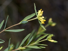 Pimelea curviflora
