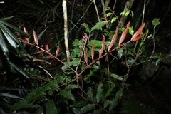 Cupaniopsis newmanii