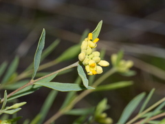 Pimelea curviflora