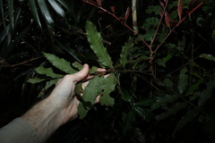 Cupaniopsis newmanii