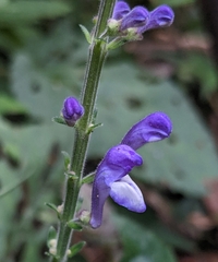 Scutellaria