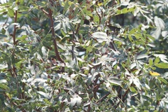Pistacia atlantica
