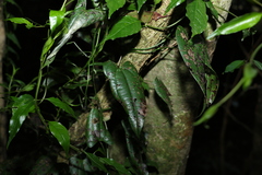 Dioscorea transversa
