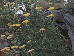 Ozothamnus obcordatus