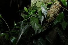 Gynochthodes jasminoides