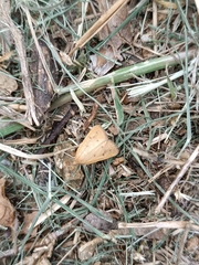 Achyra nudalis