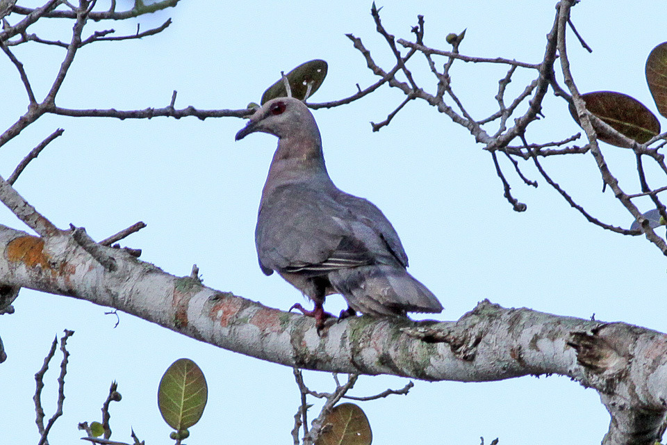 Ring-Tailed Pigeon