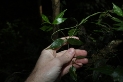 Gynochthodes jasminoides
