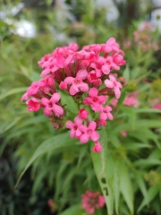 Arachnothryx leucophylla