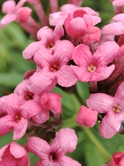 Arachnothryx leucophylla