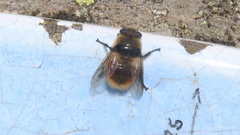 Cephenemyia stimulator