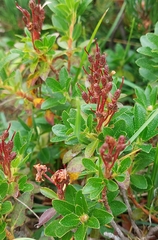 Rhododendron hirsutum