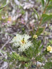 Melaleuca systena